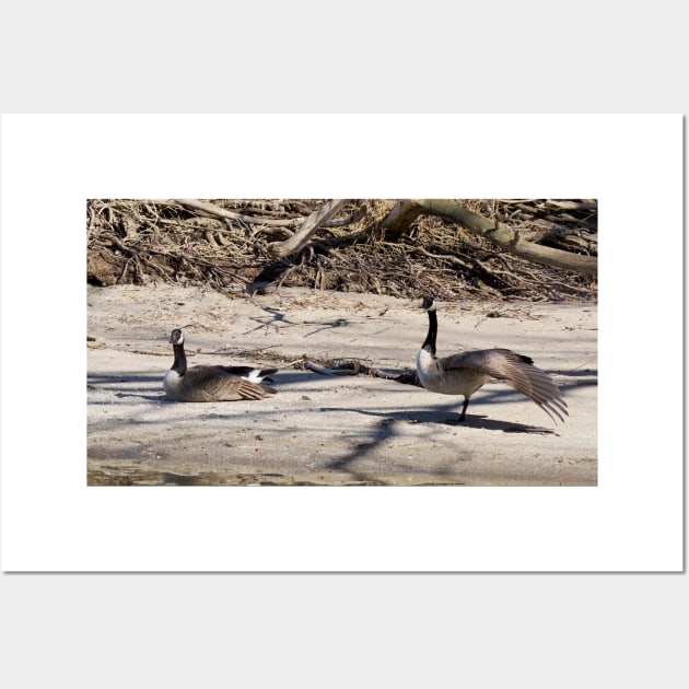 Canada Geese Stretching On The Sand Wall Art by BackyardBirder